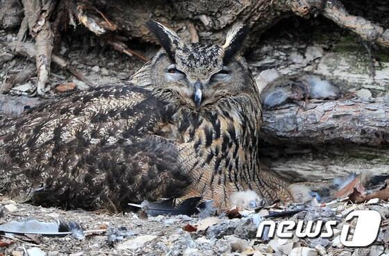 본문 이미지 - 수리부엉이. (자료사진) 2016.3.25/뉴스1