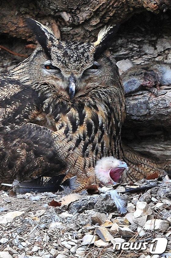 본문 이미지 - 천연기념물 324호인 수리부엉이 암컷이 25일 경북 포항시 북구 우현동 인근 산 절벽에서 갓 태어난 새끼들을 보호하고 있다.수리 부엉이 어미 가슴 깃털속에서 잠을 자던 어린 부엉이 잠에서 깨어나 먹이를 보채고 있다.2016.3.25/뉴스1 ⓒ News1 최창호 기자