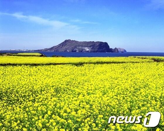 본문 이미지 - 성산일출봉 유채꽃.(제주관광공사 제공)ⓒNews1travel