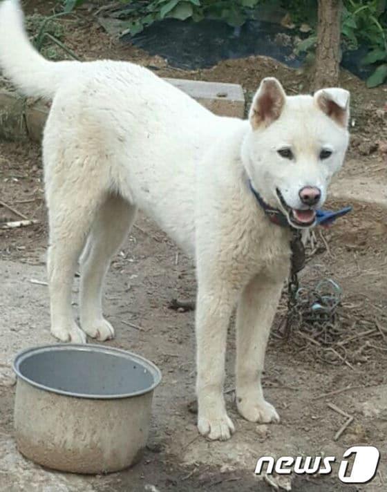 본문 이미지 - 한 시골 농가에서 기르고 있는 잡종견. ⓒ News1