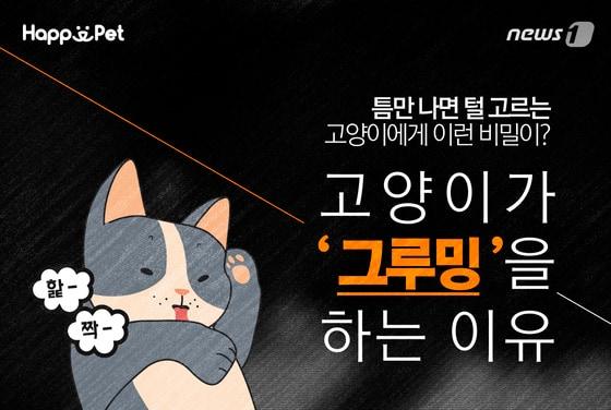 본문 이미지 - ⓒ News1