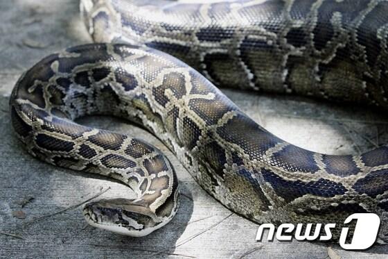 본문 이미지 - 비단뱀. ⓒ AFP=뉴스1