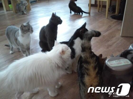 본문 이미지 - 동물카페(자료사진 카라 제공)ⓒ News1