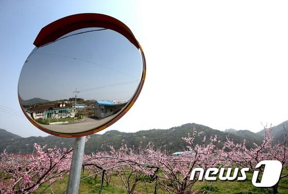 본문 이미지 - 전북 무주군 무주읍 내도리 앞섬 마을에 복숭아꽃이 만개해 특별한 볼거리가 되고 있다. 내도리 일대는 일교차가 크고 일조량이 풍부한 설천면, 적상면 등과 함께 과육이 부드럽고 맛과 향이 짙은 반딧불복숭아의 주산지로 단단한 백도는 7월부터 8월까지, 부드러운 황도는 9월 중순까지 맛볼 수 있다.(무주군제공)2016.4.15 ⓒ 뉴스1 김동규 기자