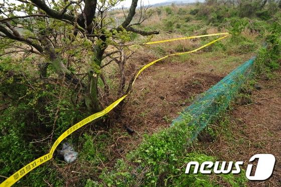 본문 이미지 - 13일 낮 12시쯤 여성 변사체가 발견된 서귀포시 안덕면 동광리 보리밭에 폴리스라인이 둘러져있다. 발견 당시 시신은 부패가 많이 진행된 상태로 머리 부분만 흙에 덮여 있었으며 가슴 등 몸에서 예리한 흉기로 6차례 찔린 상처가 있었다. 2016.4.16/뉴스1 ⓒ News1 안서연 기자
