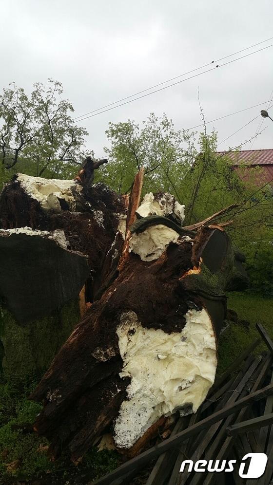 본문 이미지 - 진안군 백운면 석정마을 보호수인 느티나무가 17일 강풍에 부러져 쓰러졌다.2016.4.17/뉴스1ⓒ News1