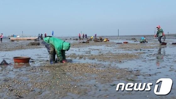 본문 이미지 - 경기도가 남해안 고소득 품종인 ‘새꼬막’을 제부도 갯벌에서 양식하는데 성공했다./사진제공=경기도 ⓒ News1 진현권 기자