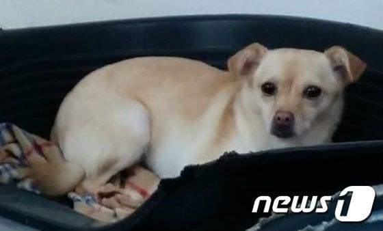 본문 이미지 - 전 보호자에게 심한 구타를 당하고 트라우마에 시달리고 있는 바다. ⓒ News1