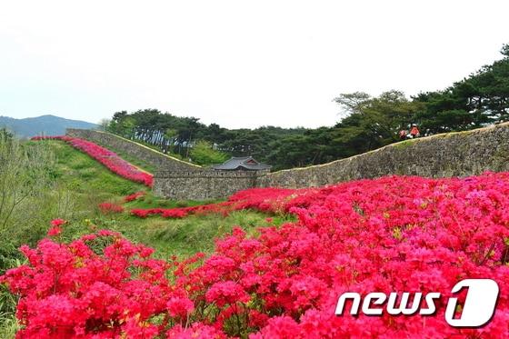 본문 이미지 - 전북 고창읍성 철쭉ⓒ News1