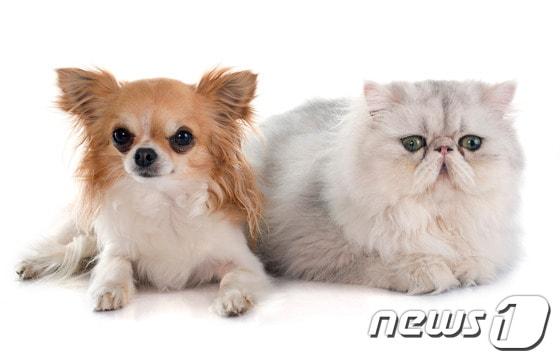 본문 이미지 - ⓒ News1