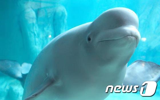 본문 이미지 - 롯데월드 아쿠아리움에 있는 흰돌고래(벨루가). 사진 롯데월드 아쿠아리움 홈페이지 ⓒ News1