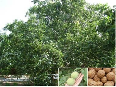 본문 이미지 - 척박한 환경에서도 잘 자라고 탄저병에 강하며 수확량이 많은 청향호두나무는 한국 기후에 적합하다. 사진은 가지가 휘어지도록 열매가 달린 청향호두나무. 작은 사진은 생 호두열매(왼쪽)와 껍질을 벗겨 말린 호두. ⓒ News1