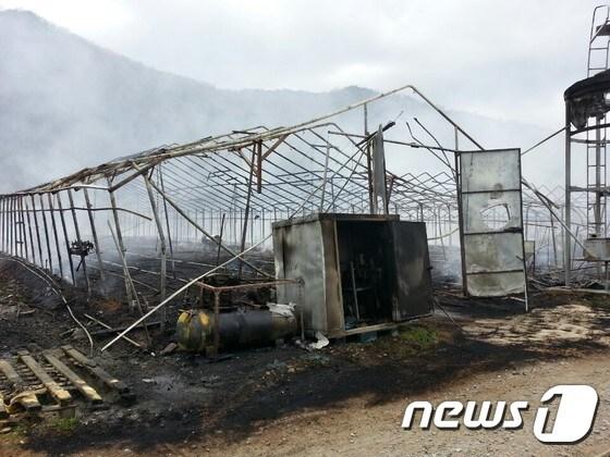 본문 이미지 - 4일 오후 12시 5분께 전북 완주군 비봉면 임모씨의 비닐하우스 계사에서 불이 나 1층 7동 2795.1㎡이 전소됐다.2016.4.4/뉴스1 ⓒ News1 박아론 기자