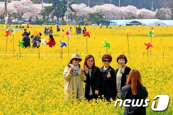 본문 이미지 - 예전 삼척 맹방 유채꽃 축제.(삼척시 제공, 재판매 및 DB 금지) 