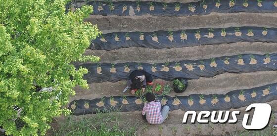 본문 이미지 - 전북 정읍시가 논을 활용·관리하는 농업인의 소득안정과 농업·농촌의 공익적 가치 증진을 위해 ‘논 이모작 직불금’을 지급한다.(뉴스1/DB) ⓒ News1