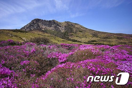 본문 이미지 - 제주도 한라산국립공원관리사무소는 해발 1400고지 이상인 알방아오름, 방아오름, 움텅밭, 탑궤, 만세동산 주변에서 털진달래들이 만개했다고 2일 밝혔다. ‘한라산의 5월의 여왕’으로 손꼽는 털진달래는 진달래과에 속하는 관목이며, 우리나라에서는 한라산과 설악산, 지리산 등 해발 1300m 이상의 높은 산 관목림대에 주로 자란다. 꽃은 홍자색과 담홍색을 띠며 잎보다 먼저 꽃을 피는 게 산철쭉하고 구분이 되고, 잎 뒷면에 털이 있다. 사진은 한라산 방아오름에 만개한 털진달래. (제주도 제공)2016.5.2/뉴스1 ⓒ News1 고경호 기자