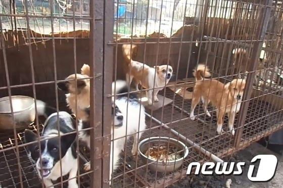 본문 이미지 - 뜬장에 갇혀 있는 불법 번식장의 개. (동물자유연대 제공) ⓒ News1