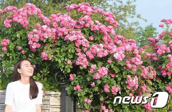 본문 이미지 - 27일 대전·충남은 내륙을 중심으로 낮 기온이 25도까지 올라 더울 것으로 예보됐다. 대전 한밭수목원에 장미꽃이 만발해 이곳을 찾은 한 여성이 꽃을 바라보며 환하게 미소 짓고 있다. /뉴스1 ⓒ News1 주기철 기자