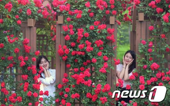 본문 이미지 - 25일 대전·충남은 대체로 맑은 가운데 아침 기온이 전날보다 4도 가량 떨어져 쌀쌀할 것으로 예보됐다. 대전 한밭수목원에 장미꽃이 만발해 이곳을 찾은 여성들이 꽃을 배경으로 기념사진을 찍기 위해 포즈를 취하고 있다. /뉴스1 ⓒ News1 주기철 기자