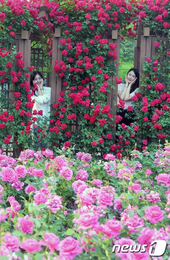 본문 이미지 - 20일 대전·충남은 새벽까지 북부내륙지역에 가끔 비가 내리는 곳이 있을 것으로 예보됐다. 대전 한밭수목원에 장미꽃이 만발해 이곳을 찾은 여성들이 꽃을 배경으로 기념사진을 찍기 위해 포즈를 취하고 있다. /뉴스1 