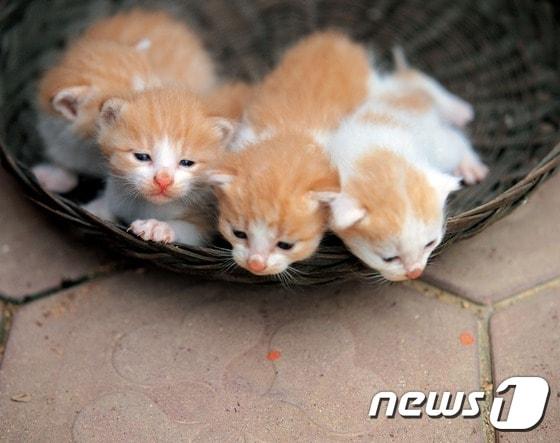 본문 이미지 - 아기고양이.(사진 이미지투데이)ⓒ News1