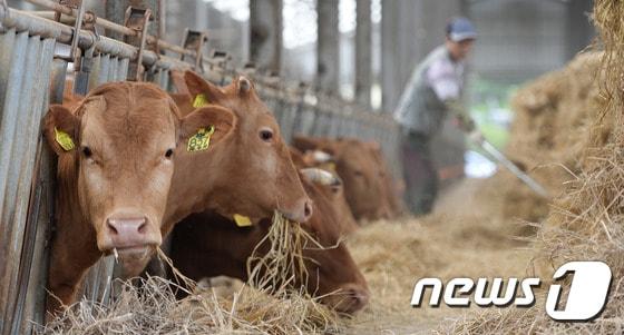 본문 이미지 - ⓒ News1 이재명 기자