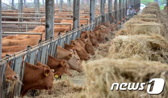 본문 이미지 - 금산군은 올해 소 사육농가 진료비 지원에 나선다. 경기 용인시의 한 농가에서 사료를 주는 모습. (사진은 기사 내용과 무관함) / ⓒ News1 2016.5.24  /뉴스1 이재명 기자