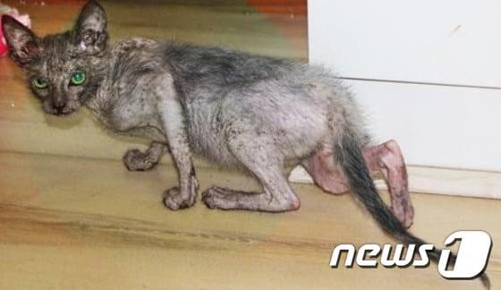 본문 이미지 - 고양이의 몸에 늑대의 얼굴과 습성을 지닌 에요나. (출처=동물보호단체 티어스) ⓒ 뉴스1