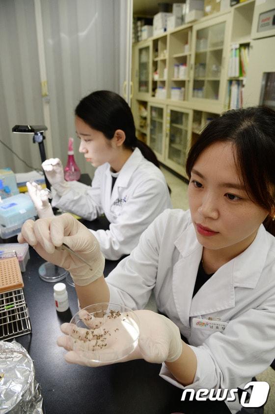 본문 이미지 - 도 보건환경연구원 내 실험실 검사 진행 모습./뉴스1