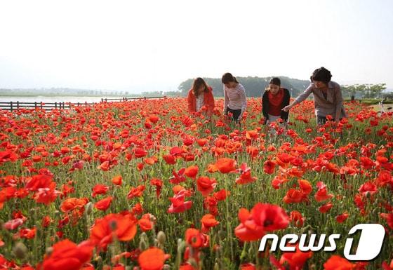 본문 이미지 - 경북 상주시 중덕지 자연생태공원에 관상용 양귀비가 꽃망울을 활짝 터뜨리고 있다.(상주시제공/뉴스1