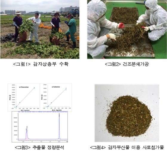 본문 이미지 - 감자부산물을 이용한 사료첨가물 만드는 과정. (농촌진흥청 제공) ⓒ News1