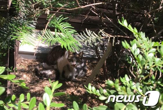 본문 이미지 - 최모씨(25)가 발견한 어미 고양이와 새끼들.(사진 최씨 제공) ⓒ News1
