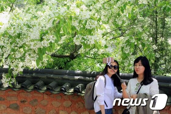 본문 이미지 - 경남 밀양시 부북면 위양리 위양지 한가운데는 안동 권씨 후손인 학산&#40;鶴山&#41; 권삼변&#40;權三變&#41; 선생의 얼이 서린 완재정&#40;宛在亭&#41;에서 관광객들이 사진 촬영을 하고 있다. ⓒ News1 