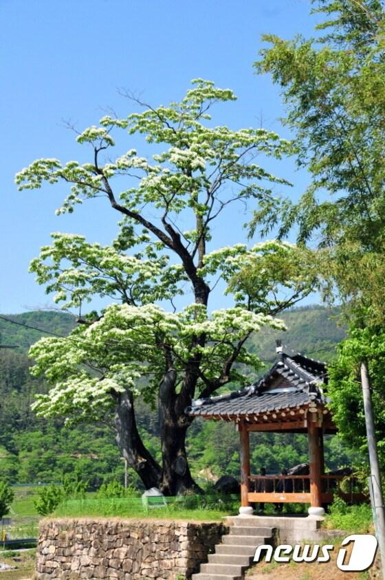 본문 이미지 - 천연기념물 제36호로 지정된 순천 평중리 이팝나무.(문화재청 홈페이지 캡처)ⓒ News1