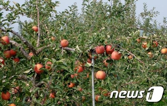 본문 이미지 - 충주사과농장. (자료사진) ⓒ News1