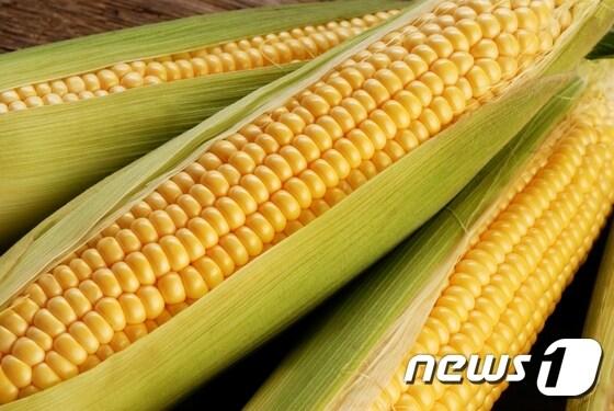 본문 이미지 - ⓒ News1