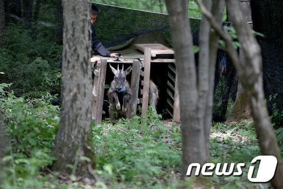 본문 이미지 - 천연기념물 제217호로 지정된 산양이양구 원당리 생태식물원 인근에서 방사되고 있다. 센터는 산양의 이동경로 및 서식권 파악 등 연구를 위한 위치추적기를 산양의 목에 부착했다.&#40;자료사진&#41;/뉴스1 DB