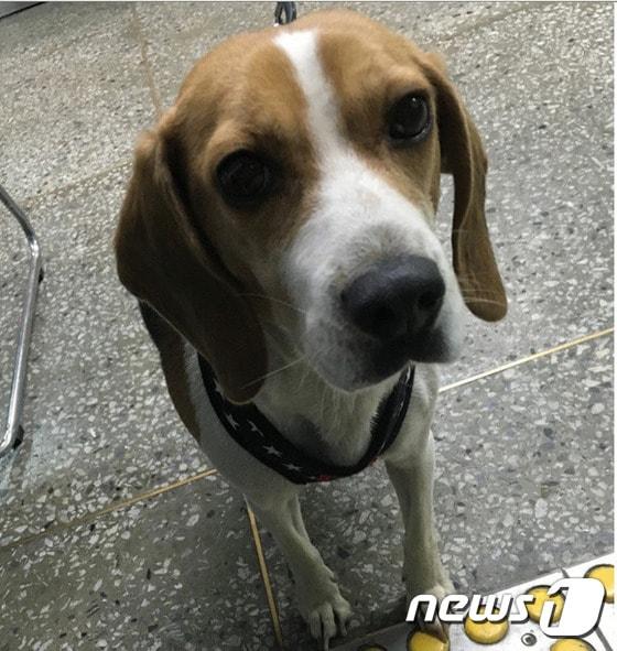 본문 이미지 - 구조했을 당시 봉순이 모습.ⓒ News1