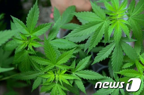 본문 이미지 - 대마초. ⓒ AFP=뉴스1