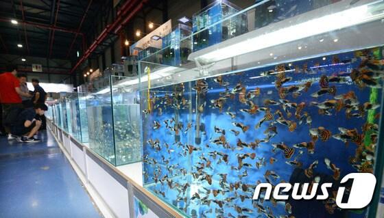 본문 이미지 - 작년 서울 강남구 서울전시컨벤션센터(SETEC)에서 열린 '제2회 한국 관상어 산업박람회' ⓒ News1