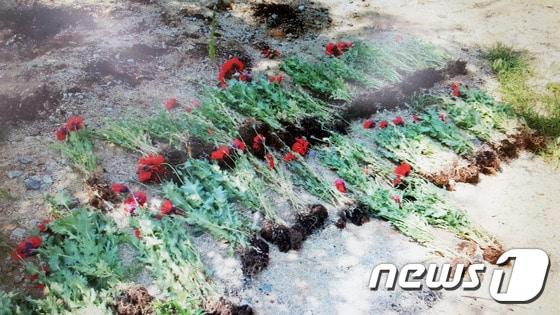 본문 이미지 - 경북 안동 낙동강변에서 수거된 양귀비.ⓒ News1