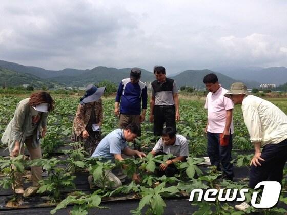 본문 이미지 - 화순군 농업기술센터가 오크라  재배농가에 기술지원을 하고 있는 모습(화순군 제공)ⓒ News1