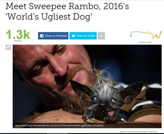 본문 이미지 - '2016 세계에서 가장 못생긴 개 선발대회'에서 1위를 차지한 스위피 람보(사진 mashable관련 기사 캡처) ⓒ News1