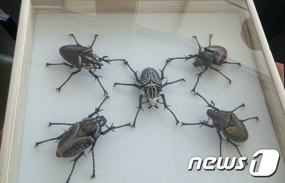 본문 이미지 - 딱정벌레 형상을 표현한 조각가 강인석씨의 나무 공예 작품.ⓒ News1
