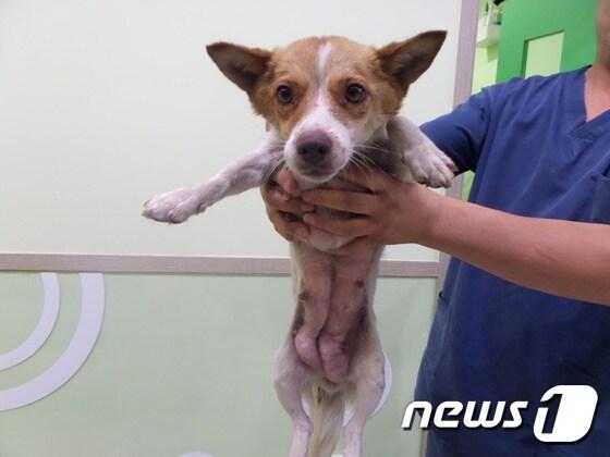본문 이미지 - 구조 당시 젖이 퉁퉁 불어 있던 마음이. ⓒ News1