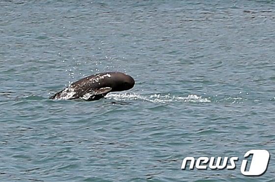 본문 이미지 - 멸종위기종 상괭이(사진은 기사 내용과 무관함) / 뉴스1 ⓒ News1