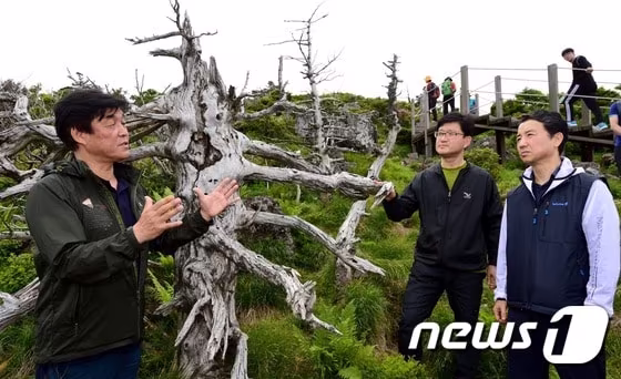 본문 이미지 - 신원섭 산림청장(가운데)이 제주 한라산 국립공원 내 구상나무 자생지를 방문해 난대아열대산림연구소 관계자들에게 구상나무 고사 원인에 대해 설명을 듣고 있다.(산림청 제공)2016.6.9/뉴스1 ⓒ News1 DB