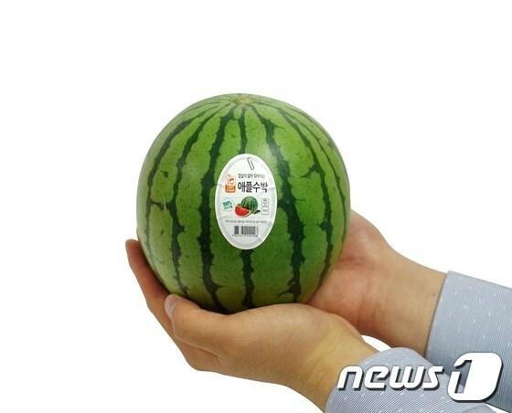 본문 이미지 - ⓒ News1 세븐일레븐은 1인가구가 증가하고 소량구매 트렌드가 확산됨에 따라 일반 수박보다 작은 '애플수박'을 선보인다.