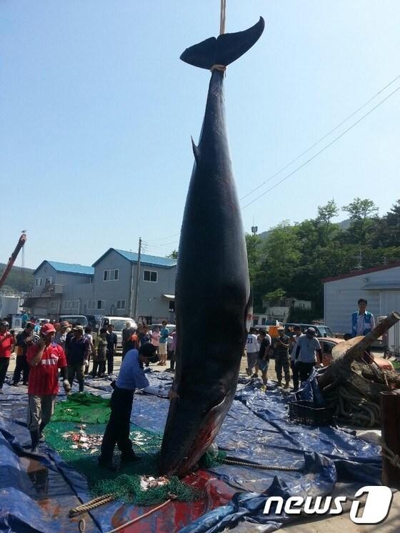 본문 이미지 - 지난 9일 낮 12시10분쯤 대청도 남동방 30km 해상에서 그물에  잡힌 밍크고래.(자료사진)/뉴스1 ⓒ News1
