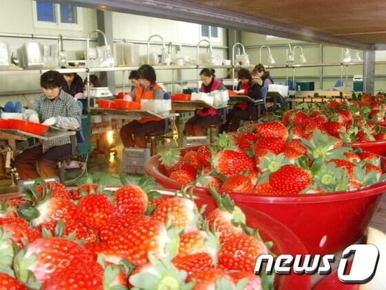 본문 이미지 - 특허청 지리적표시 단체표장을 획득한 '진주딸기'. 기사와 무관. ⓒ News1